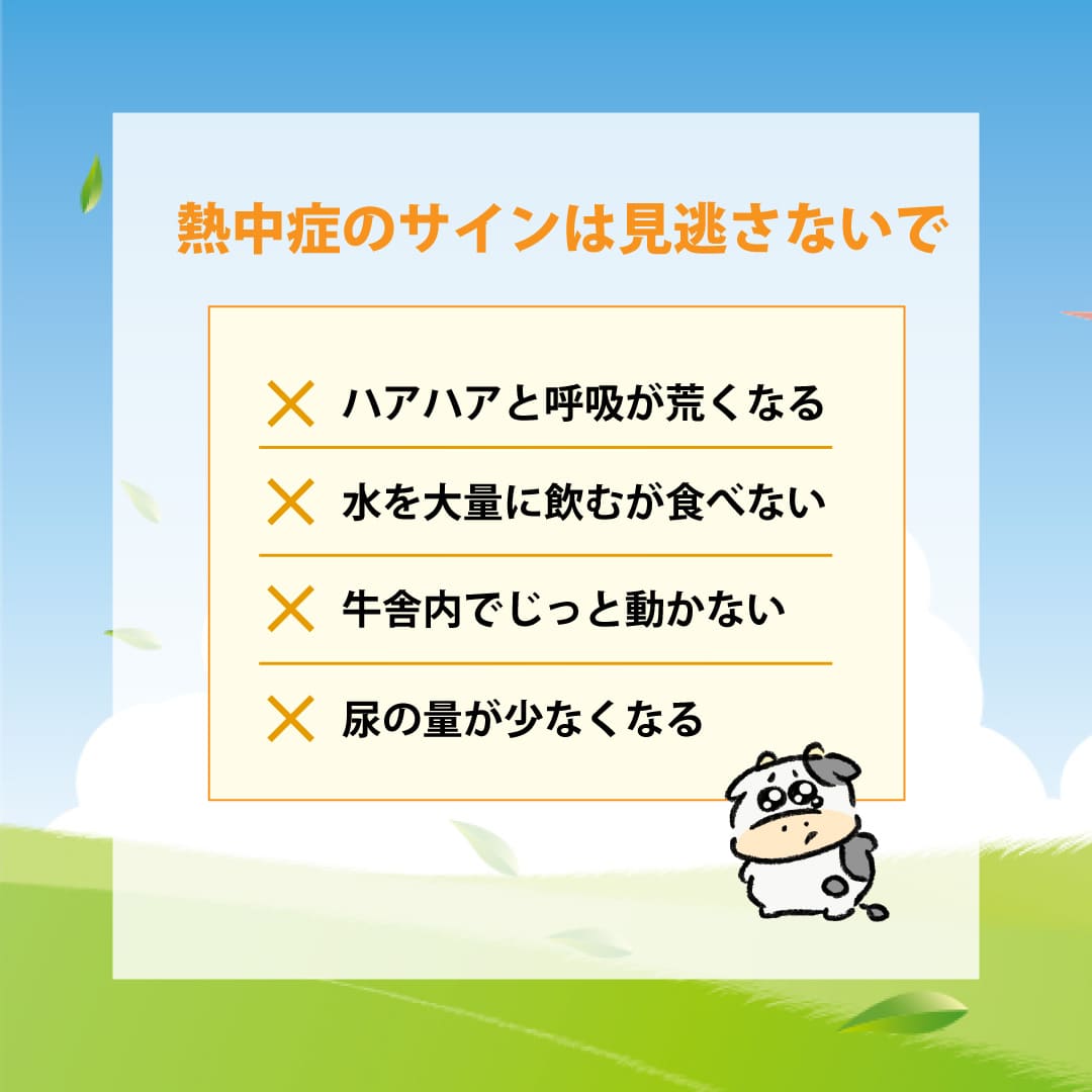 熱中症対のサインは見逃さないで！・ハアハアと呼吸が荒くなる・水を大量に飲むが食べない・牛舎内でじっと動かない・尿の量が少なくなる